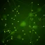 COVID-19 CoronaVirus